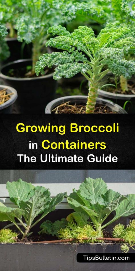 Discover how to grow broccoli in containers and harvest organic florets at the end of the season. Broccoli (Brassica oleracea) is a cool weather veggie and a great choice for container gardening, as long as you provide it with sunshine and proper care. #howto #growing #broccoli #container Grow Broccoli Indoors, Growing Cauliflower In Containers, Grow Broccoli In Containers, Broccoli Plants How To Grow, Growing Broccoli In Containers, Season Broccoli, How To Grow Broccoli, Grow Broccoli, Growing In Containers