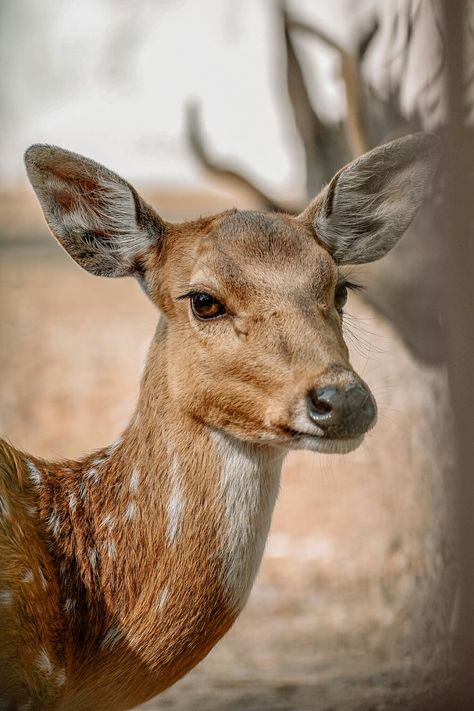 Wildlife photography Animals Portrait Photography, Animal Still Life Photography, Animal Photography Reference, Random Reference Photos Animals, Animal Reference Pictures, Deer Portrait Photography, Deer Close Up, British Wildlife Photography, Forest Animal Photography