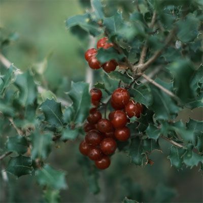 Poison Berries, Poisonous Berries, Berries Photography, Moodboard Images, Virginia Creeper, Berry Plants, Berry Picking, Wild Berries, Berry Bushes