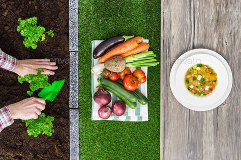 From farm to table by stockasso. Food from farm to table: farmer planting seedlings in the garden, harvested vegetables and tasty soup in a dish#Food, #farmer, #planting, #farm Farm To Table Illustration, Farm To Table Photography, Plant Raisers, Farm Photoshoot, Healthy Food Chart, Farm To Fork, From Farm To Table, Food Photography Tutorial, Food Chart