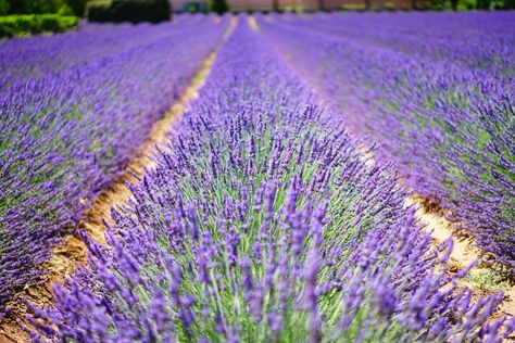 10 Lavender Farms to Visit in the South Lavender Plant Care, Bulgaria Travel, Growing Lavender, Australian Garden, Lavender Garden, Tulips Garden, Lavender Farm, Lavender Plant, Lavender Fields