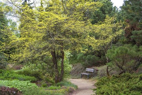 How to Grow Lacebark Elm Trees Ulmus Parvifolia, Late Summer Flowers, Elm Tree, Specimen Trees, Soil Testing, Soil Ph, Shade Trees, Urban Environment, Fall Color