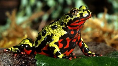 Fire-bellied toad Origin Of The World, Fire Ants, Pet Frogs, Save Wildlife, Dart Frog, Frog And Toad, Pretty Plants, Reptiles And Amphibians, Toad