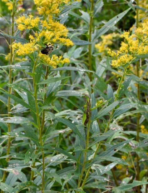 Solidago canadensis (Canada Goldenrod, Canadian Goldenrod, Common Goldenrod, Goldenrod, Meadow Goldenrod,, Tall Goldenrod) | North Carolina Extension Gardener Plant Toolbox Goldenrod Uses, Canadian Goldenrod, Canada Goldenrod, Solidago Canadensis, Clay Soil, Hardy Perennials, Tool Box, Perennials, North Carolina