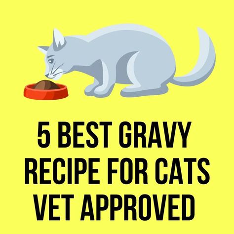 Can you make gravy for cats? Yes, you can make gravy for cats. We love our pets and love to make food for them. But, making food is a time-consuming process. Diy Cat Food, Senior Cat Food, Healthy Cat Food, Homemade Cat Food, Cat Vet, Diy Cat Toys, Making Food, Treats Recipes, Make Food