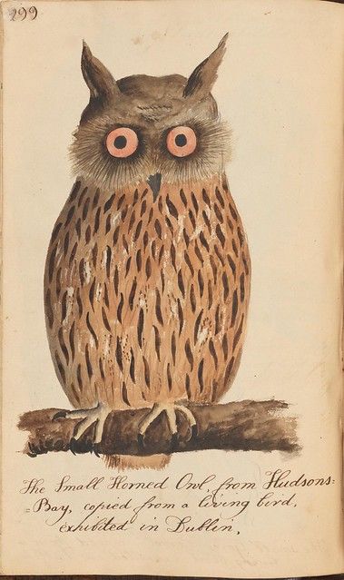 n325_w1150 | The Naturalists Companion containing drawings w… | Flickr Sophisticated Man Cave, Sophisticated Man, Ranch Cabin, Cabin Lodge, Owl Bird, Owl Print, Vintage Owl, Art Print Wall, Owl Art