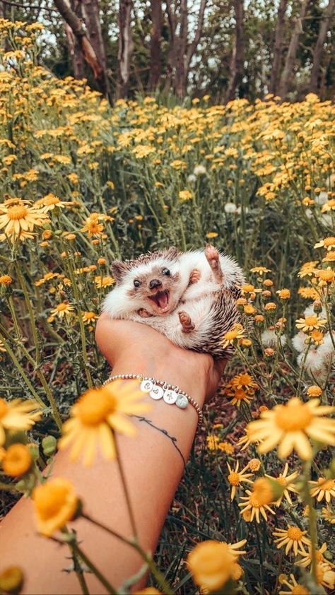 Regnul Animal, Cute Small Animals, Cute Animals Puppies, Very Cute Dogs, Baby Animals Pictures, Cute Hedgehog, Super Cute Animals, Pretty Animals, Cute Animals Images