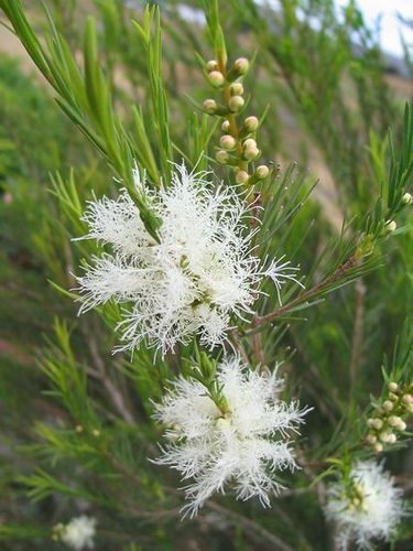 Tea Tree Skincare Quantity, Castor Oil For Acne, Tea Tree Oil For Acne, Natural Acne Remedies, Home Remedies For Acne, Australian Plants, Australian Native Plants, Australian Flora, Melaleuca Alternifolia