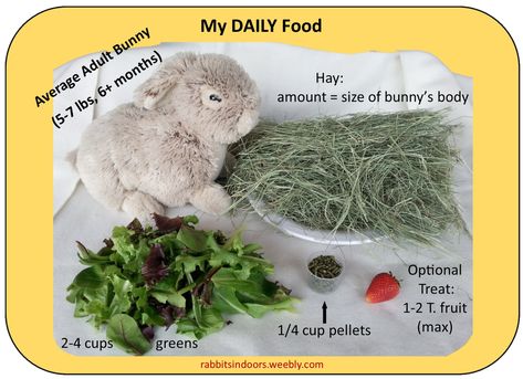 Diy Bunny Cage, Bunny Care Tips, Pet Rabbit Care, Rabbit Diet, Young Rabbit, Rabbit Farm, Meat Rabbits, Rabbit Treats, Bunny Room