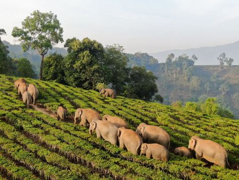 Asian Elephant, Travel Writing, Photo Essay, Lonely Planet, Outdoor Adventure, Habitat, Outdoors Adventure, Animal Lover, Lush