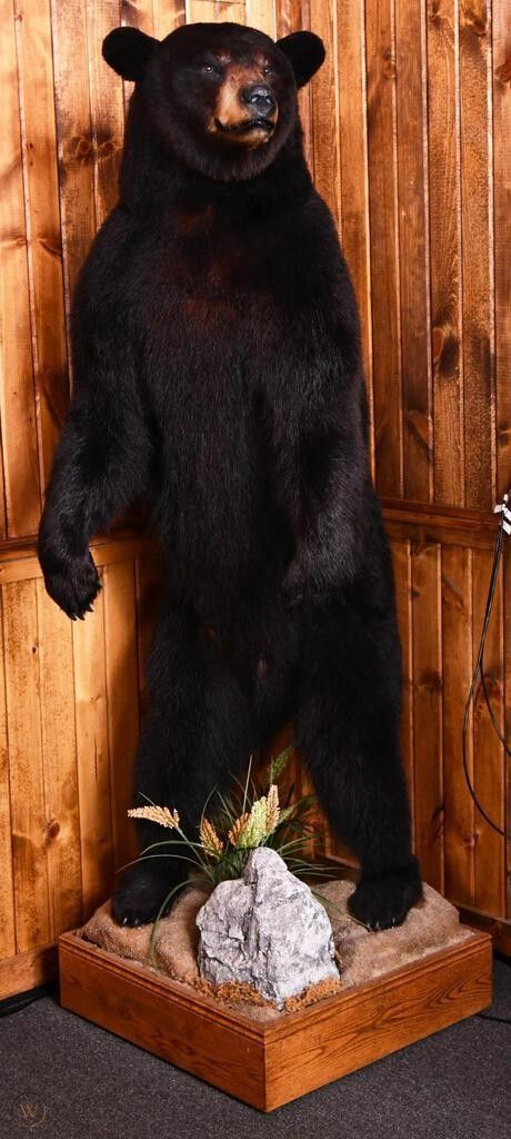 Standing Black Bear, Bear Mounts Taxidermy, Black Bear Mounts, Black Bear Taxidermy, Taxidermy Bear, Bear Taxidermy, Winchester 1894, Animal Mounts, Bear Mounts