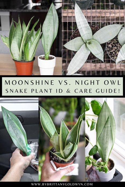 Moonshine Snake Plant, Snake Plants In Water, Landscaping Aesthetic, Snake Plant Decor, Aesthetic Snake, Snake Plant Propagation, Snake Plant Varieties, Propagation Tips, Fern Care