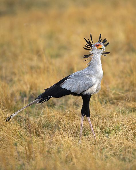 Secretarybird (Sagittarius serpentarius) by Africaddict Sagittarius Animal, Sagittarius Serpentarius, Secretary Bird, Dragon Bird, Petit Tattoo, Wild Kingdom, Forest City, Funny Birds, Pretty Animals