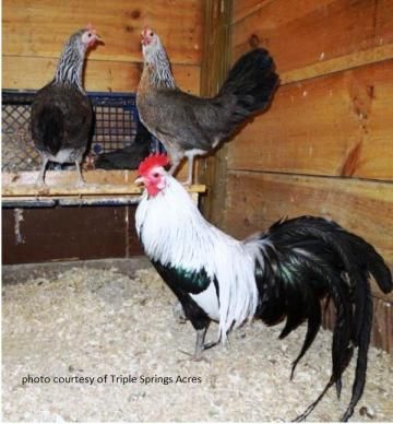 Top 10 show chicken breeds: we love this gorgeous Silver Phoenix rooster! | Living the Country Life | http://www.livingthecountrylife.com/animals/chickens-poultry/top-10-show-chicken-breeds Show Chickens, Wyandotte Chicken, Rooster Breeds, Polish Chicken, Fancy Chickens, Beautiful Chickens, Free Range Chickens, Keeping Chickens, Baby Chickens