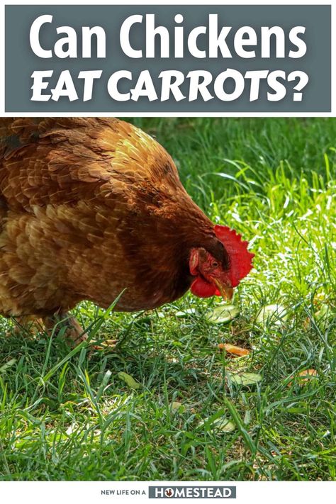 Backyard Chickens Diy, What To Feed Chickens, Feeding Chickens, Canned Carrots, Chicken Diet, Eating Carrots, Food Wastage, Chicken Snacks, Raw Carrots