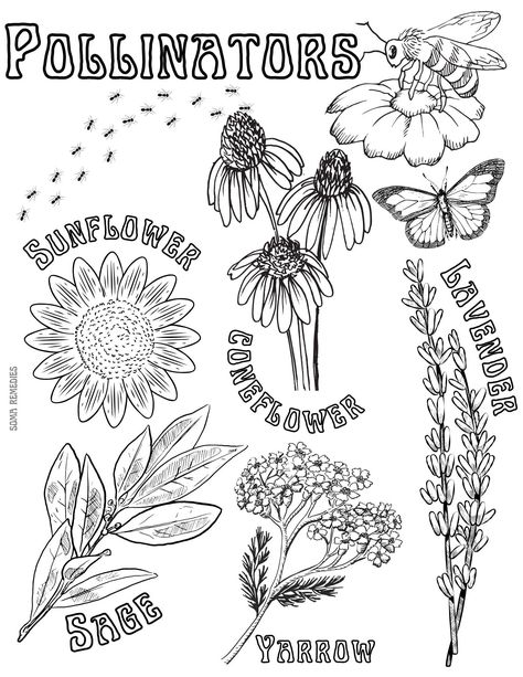 Herbalism & Backyard nature inspired coloring pages perfect for homeschooling, classrooms, or just the natural minded parent  I want to inspire children to learn about nature in a fun and creative way  Pollinators : Sunflower Coneflower Lavender Sage Yarrow Nature Doodles, Backyard Nature, Yarrow Plant, Drawing Ideas List, Lavender Sage, Wildflower Garden, Nature Drawing, Sketch Inspiration, Digital Drawings