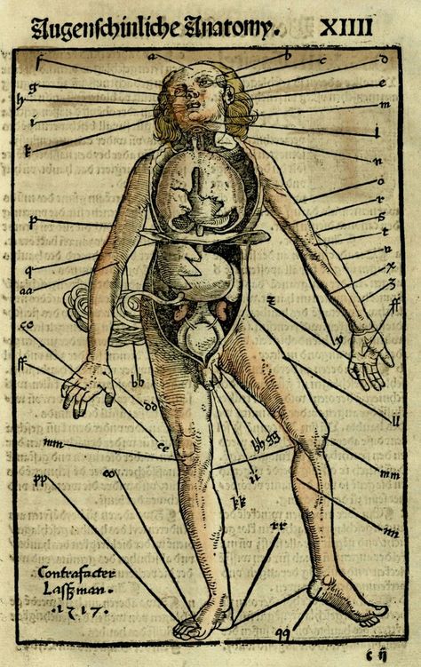 Anatomical Diagram, Muscle Anatomy, Book Illustrations, Art Studios, Hand Coloring, Anatomy, Cool Art, Doodles, Humanoid Sketch