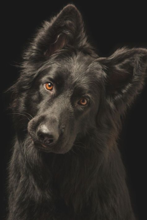 You're Mine | German shepherd dogs, Black dog, Black shepherd Black Shepherd, Black German Shepherd Dog, Black German Shepherd, Fluffy Dogs, Wolf Dog, Shepherd Puppies, German Shepherd Puppies, Dog Photography, Black Dog