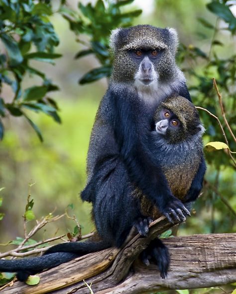 Blue Monkey, Great Ape, A Monkey, Unusual Animals, Rare Animals, Baboon, African Animals, Primates, Unique Animals