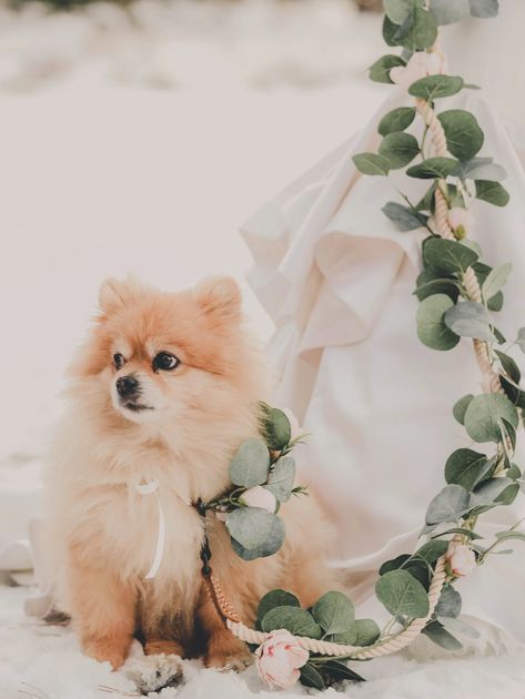 Dog Wedding Accessories, Artificial Bridal Bouquets, Boho Dog, Flower Collar, Bridal Roses, Eucalyptus Garland, Dog Flower Collar, Hand Flowers, Wedding Pets