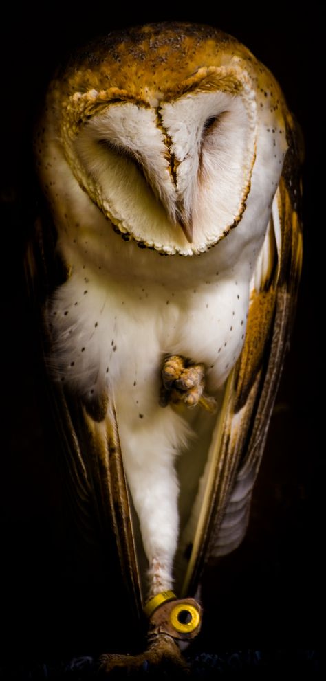 https://flic.kr/p/tLDt8A | Tyto alba (Barn owl / Effraie des clochers) | In French, we call it the scary owl (chouette effraie) or the the scary from the steeple (effraie des clochers), and indeed, with its 'mask', it can look scary and get along with gargoyles.  However, I feel that here it looks really peace full, with the eyes  looking down, it looks almost sad.  Again, this was taken at the Ecomuseum near Montreal. Bird Looking Down, Senior Year Art, Owl Talons, Owl Skeleton, Scary Owl, Bird Character, Eyes Looking Down, Pathfinder Game, Motion Photography