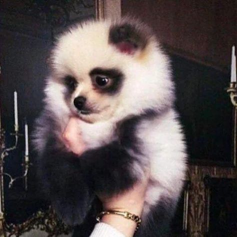 A bear | Dogs That Look Like Other Animals | POPSUGAR Pets Photo 3 Panda Puppy, Baby Pomeranian, Panda Dog, Pomeranian Dog, Lap Dogs, Pomeranian Puppy, Blue Merle, Siberian Husky, Baby Dogs