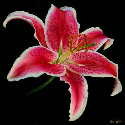 Lily On Black | Flickr - Photo Sharing! Lily Pictures, Lily Painting, Asiatic Lilies, Stargazer Lily, Nothing But Flowers, Flower Therapy, Pink Lily, Exotic Flowers, Lily Flower