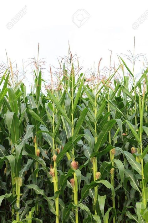 Maize Plant Photography, Irrigation For Raised Beds, Corn Picture, Victorias Farmhouse, Barley Mushroom, Mushroom Logs, Maize Plant, Farm Greenhouse, San Joaquin Valley