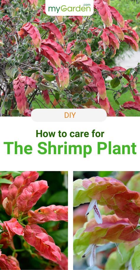 The Shrimp plant captivates all year round with vibrant, long inflorescences. It is also an uncomplicated housemate - provided you enjoy watering. The brighter the environment for shrimp plants, the more compact they grow and the more intensively vibrant the color of their bracts. Learn in this mygarden guide how to plant and care for the Shrimp Plant correctly. 🦐 #mygardencom #mygarden #shrimpplant #guide Shrimp Plant Landscaping, Shrimp Plants, Shrimp Plant, Gardening Indoors, October Flowers, Florida Landscaping, Plant Zones, Plant Problems, Backyard Paradise