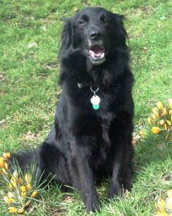 Border Collie/Golden Retriever Cross  This one looks almost exactly like Charlie-Girl! Flatcoat Retriever, Golden Retriever Mix Border Collie, Golden Retriever Cross, Red Border Collie, Flat Coated Retriever, Labrador Retriever Puppies, Dog Wallpaper, Goldendoodle, Big Dogs