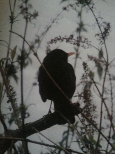 Starling House Aesthetic, Black Bird Aesthetic, Butcher And Blackbird Aesthetic, Starling Aesthetic, Blackbird Aesthetic, Blackbird Flying, Blackbird Painting, Starling House, Blackbird Song