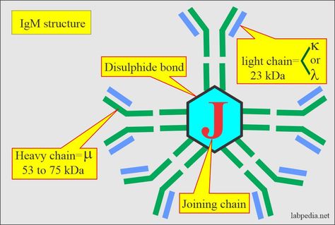 Immunoglobulin M (IgM) Sample Fresh serum of the patient is needed. Analyze the sample as soon as possible or can store it at 4 °C for a few hours (less than 72 hours). The sample is stable at -20 °C for 6 months. Indications for Immunoglobulin M (IgM) Used to detect monoclonal gammopathy. It diagnoses Waldenstrom macroglobulinemia. It is advised in immune deficiencies. It is advised in acquired IgM immunodeficiencies. Earliest immunoglobulin (IgM) in the diagno... Waldenstrom Macroglobulinemia, Complement System, Deficiency Diseases, Clinical Laboratory, Nephrotic Syndrome, Medical Dictionary, B Cell, Viral Infection, Preventative Health