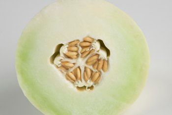 When to Harvest a Honeydew Melon? | Home Guides | SF Gate Honeydew Fruit, Paris In Love, People's Court, Diy Garden Bed, Winter Melon, Sprouting Seeds, Honeydew Melon, Tropical Fruits, Veggie Garden