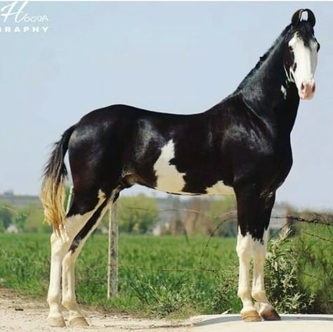 Sabino Horse, Unique Horses, Unusual Horse, Marwari Horses, Indian Horses, Horse Coats, Horse Inspiration, Horse Costumes, Horse Gear