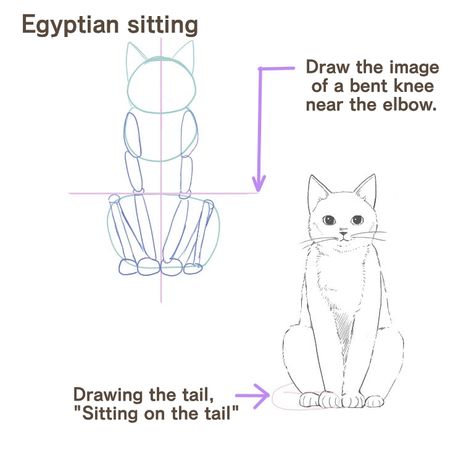 How To Draw Cat Sitting, Cat Proportions Drawing, Cat Sitting Drawing Reference, Cat Body Reference, Cat Proportions, Cat Pose Drawing, Cat Body Drawing, Body Reference Photo, Cat Sitting Drawing