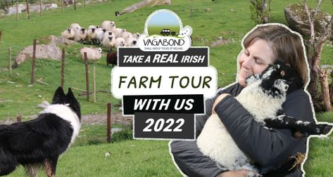 Shepherd for the Day! Take A Guided Sheep Farm Tour Dog Farm, Collie Breeds, Ireland Tours, Sheep Shearing, Farm Visit, Sheep Dog, Family Tour, Farm Tour, Sheep Farm