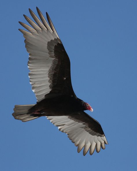 A Turkey Vulture Flying Over Snow | Flickr - Photo Sharing! Vulture Flying, Turkey Vultures, Turkey Vulture, Raptors Bird, Bird Wings, Medicine Wheel, Beer Bottles, An Eagle, Animal Species