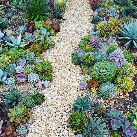 Imagine having a pathway full of succulents!  Woohoo!! • • 📷 by @pottedbymatt 🙌🏼 Landscaping Succulents, Plants Store, Succulent Garden Outdoor, Kaktus Dan Sukulen, Succulent Garden Landscape, Funny Vine, Succulent Landscape Design, Windowsill Garden, Succulent Garden Design