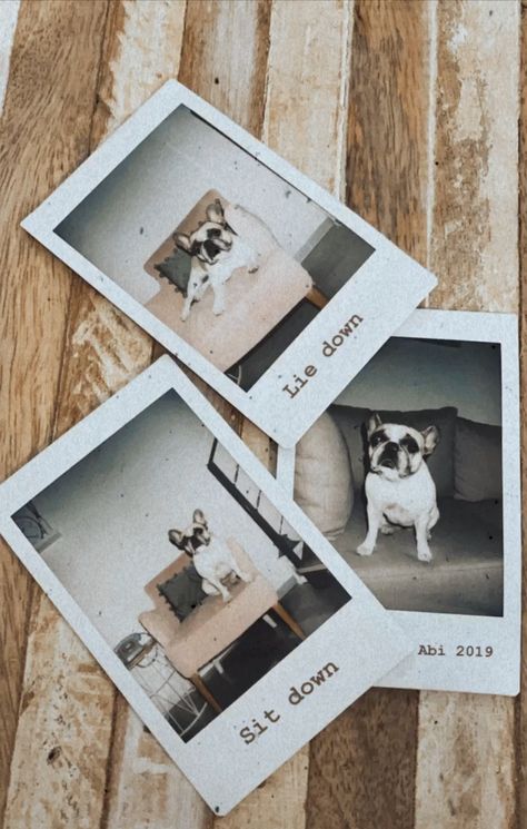 Dog Polaroid Pictures, Dog Polaroid, Dog Instagram, Polaroid Pictures, Pictures Ideas, Instax Mini, Vintage Photo, Pic Ideas, Wallpaper Iphone Cute