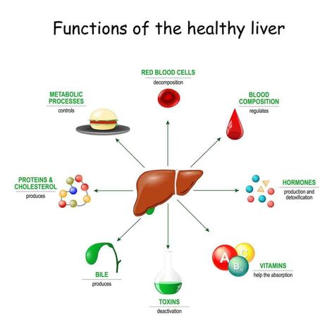 liver function Improve Liver Function, Liver Diet, Liver Function, Human Body Parts, Protein Synthesis, Healthy Liver, Red Blood Cells, Body Organs, Liver Health