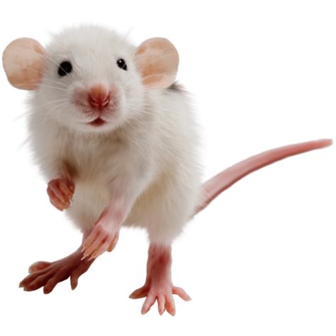 Rat Png, Photo Clipart, Png Aesthetic, Cute Rats, Cute Chickens, Photo Images, Your Design, Hd Photos, Pet Shop