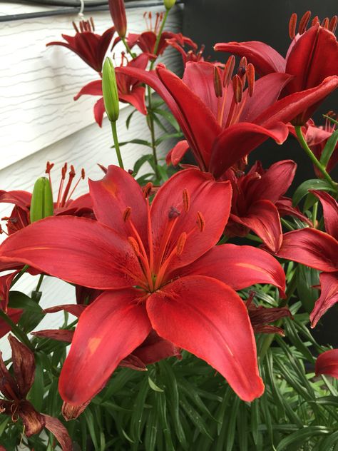 Deep Red Asiatic Lily Red Asiatic Lily, Red Lily Flower, Red Lilies, Flower Gardening Ideas, Asiatic Lily, Photos Flowers, Lilly Flower, Red Lily, Asiatic Lilies