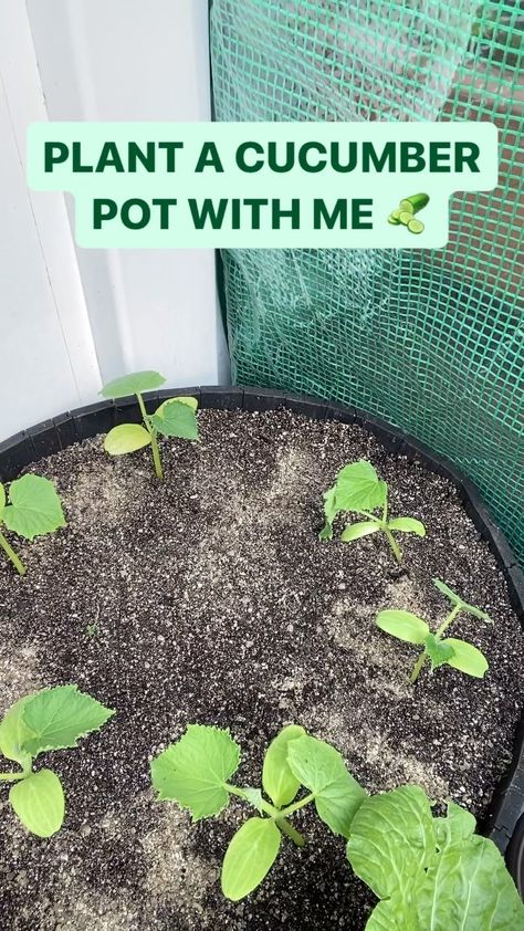 Dom | Container Gardener | WHAT’S GROWIN’ ON — Plant a cucumber pot with me 🥒 Use my link in bio to get a @power_planter for yourself 2x7 size auger used in… | Instagram Flower Seedlings, Peppers, Pickles, Garden Plants, Cucumber, Link In Bio, Plants, Instagram