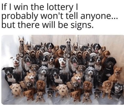 Win The Lottery, The Lottery, Funny Dog Memes, Winning The Lottery, Funny Animal Memes, Dog Quotes, Dog Memes, Funny Animal Pictures, I Win