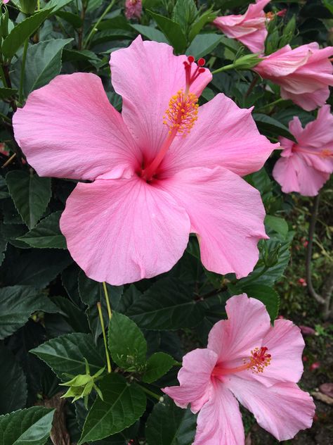 Guatemala, Panajachel. Photo: Daniela Bascunan www.frolic-design.com Hibiscus Plant, Floral Wallpaper Phone, Tulip Bouquet, Nothing But Flowers, Outdoor Flowers, Pink And White Flowers, Beautiful Bouquet Of Flowers, Spray Roses, Beautiful Flowers Pictures