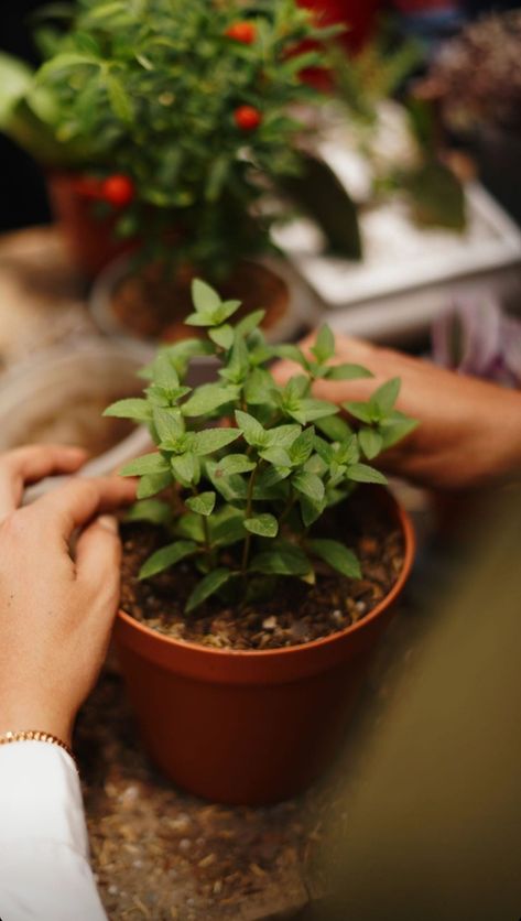 Flower Pots Aesthetic, Mom Aesthetic, Hand Photography, Instagram Inspiration Posts, Plant Photography, Plant Decor Indoor, Wallpaper Nature Flowers, Plant Aesthetic