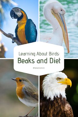 Bird Unit Study Elementary, Bird Beaks Activity, Preschool Birds, Bird Activities, Ideas For Learning, Science Homeschool, Birds For Kids, American Birds, Explorers Activities