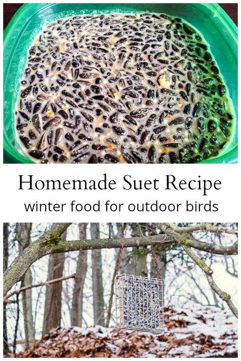 How To Make Suet, Bird Suet Recipes Homemade Winter, How To Make Bird Seed Cakes, How To Make Bird Suet Recipe, Diy Bird Suet Recipes, Homemade Suet For Birds, Homemade Suet Cakes Wild Birds, Homemade Bird Suet Cakes, How To Make Suet Cakes For Birds