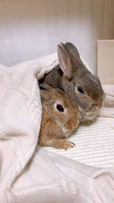 Funny Bunny Videos, Pet Rabbit Care, Cutee Animals, Bunny Care, Bunny Cages, Cute Bunny Pictures, Bunny Mom, Rabbit Rabbit, Bunny Bunny