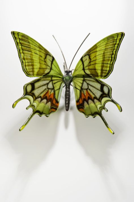 3d Composition, Glasswing Butterfly, Moth Species, Beautiful Butterfly Photography, Butterfly Species, Rare Species, Contemporary Glass Art, Butterfly Photos, Beautiful Bugs